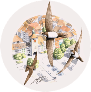 Illustration zum Alpensegler-Projekt (Werk von Martina Cadin)