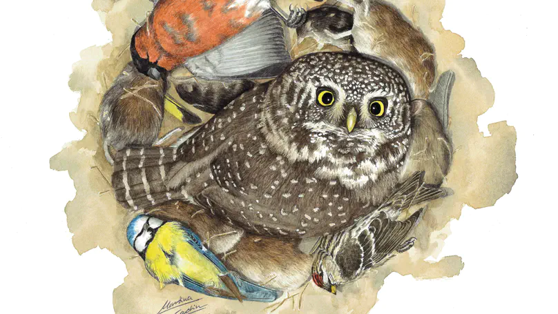 Nahrungshorten eines Vogelräubers unter Nahrungslimitation und Klimawandel