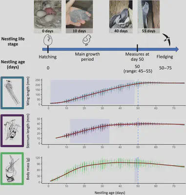 Developmental trajectories, from hatching to fledging, of nestling Alpine swifts. Dots represent individual measurements of wing and sternum length and body mass of nestlings measured between 1999 and 2023, and smooth lines represent the average growth pattern of nestlings. The sensitive developmental windows during which weather conditions most affected the phenotype at 50 days (see Section 3) are highlighted with a purple background. N = 15,866 measures from 3194 nestlings for wing length, 12,662 measures from 2887 nestlings for sternum length and 15,968 from 3188 nestlings for body mass.