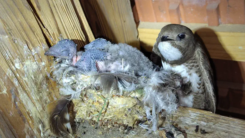 Saving swifts, understanding climate